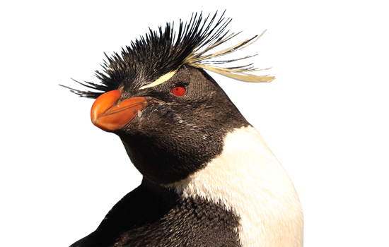 rockhopper penguin pictures