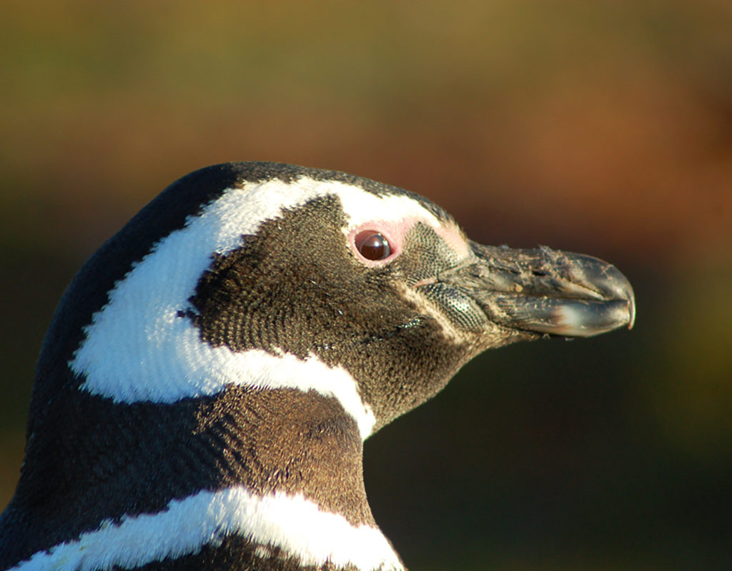 Magellanic Falklands Conservation