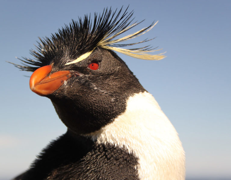 Rockhopper penguin