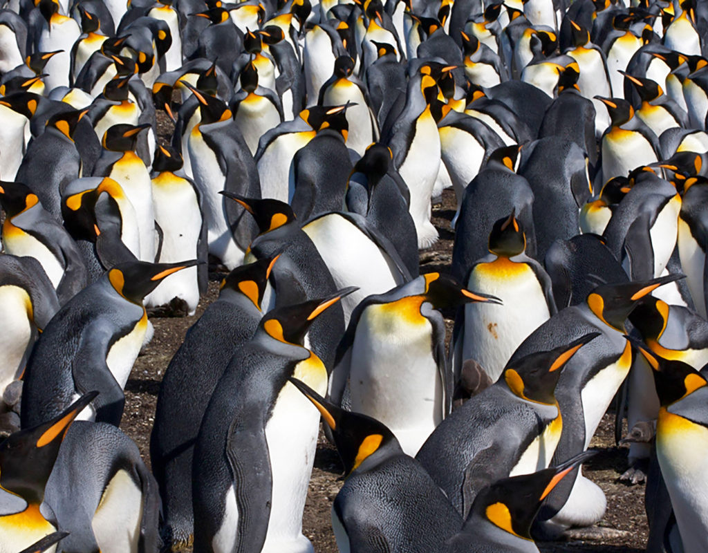 king penguins life cycle