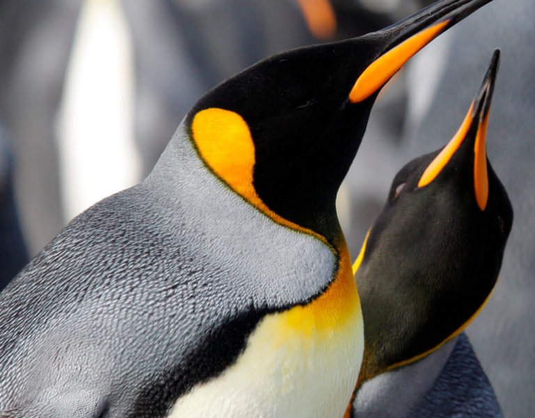 king penguin eating fish