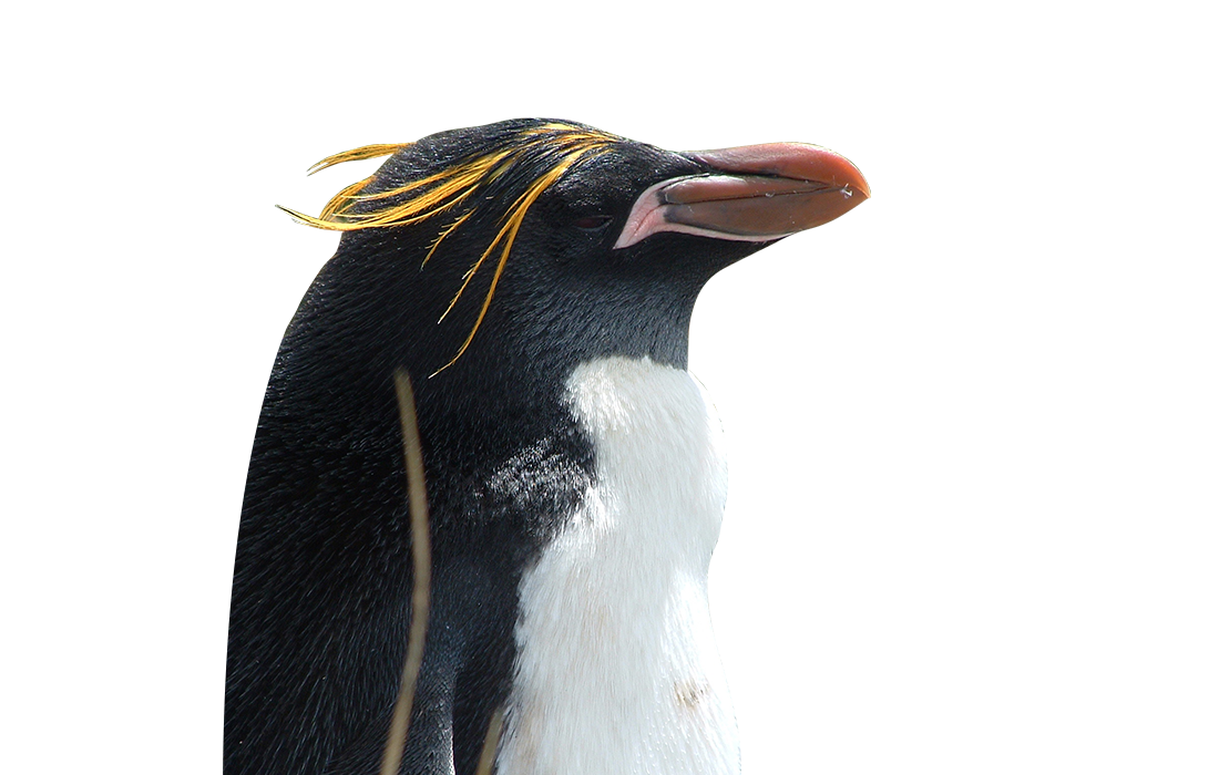 ears of a macaroni penguin