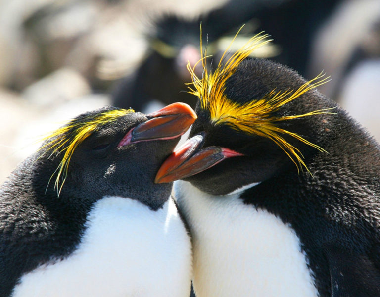 ears of a macaroni penguin