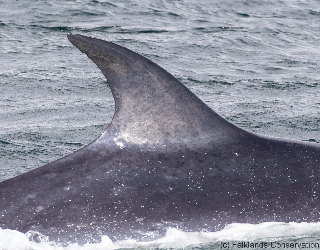 SEI whale - Falklands Conservation