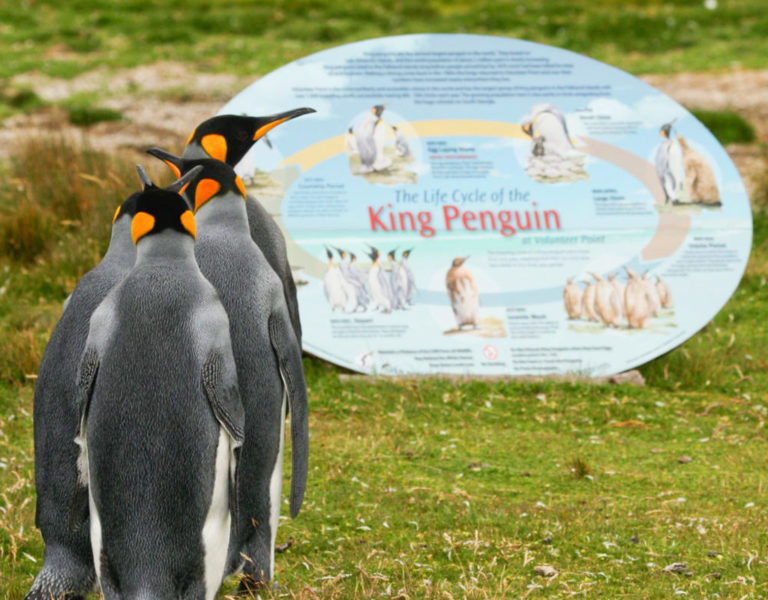 king penguins life cycle