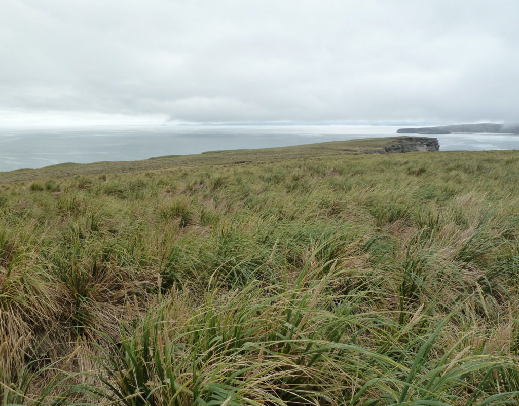 Tussac Grass - Falklands Conservation