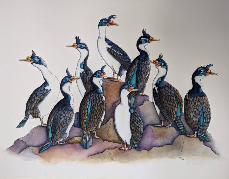 artwork of king cormorants by stuart walker